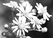 呼死你软件下载